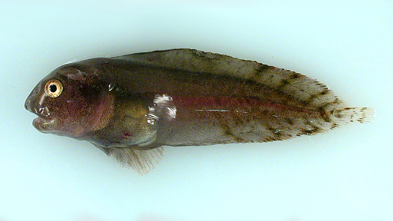 A gelatinous snailfish