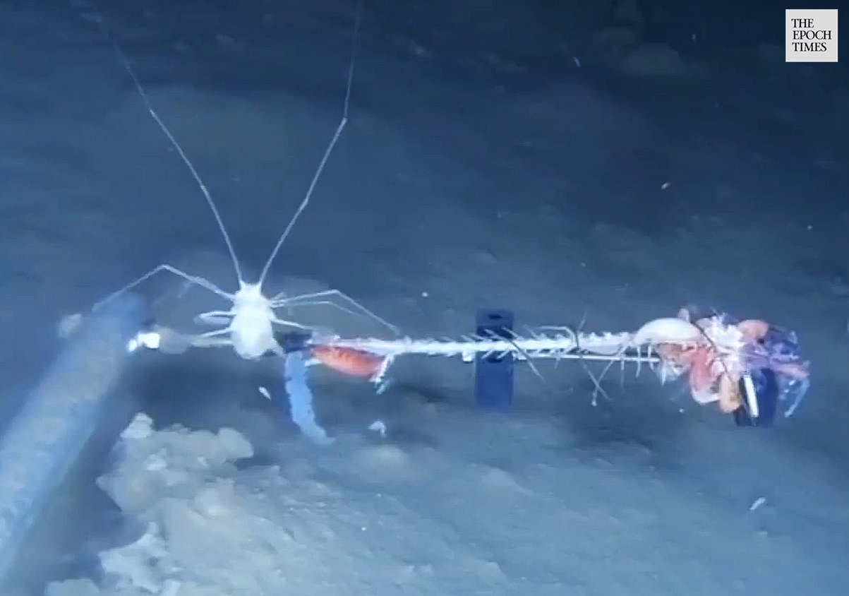 A Munnopsid feasts on a baitfish