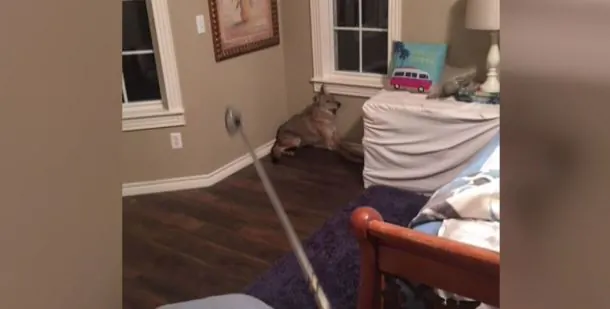 Oklahoma Woman Wakes up, Turns on Light, Sees Coyote in Bedroom