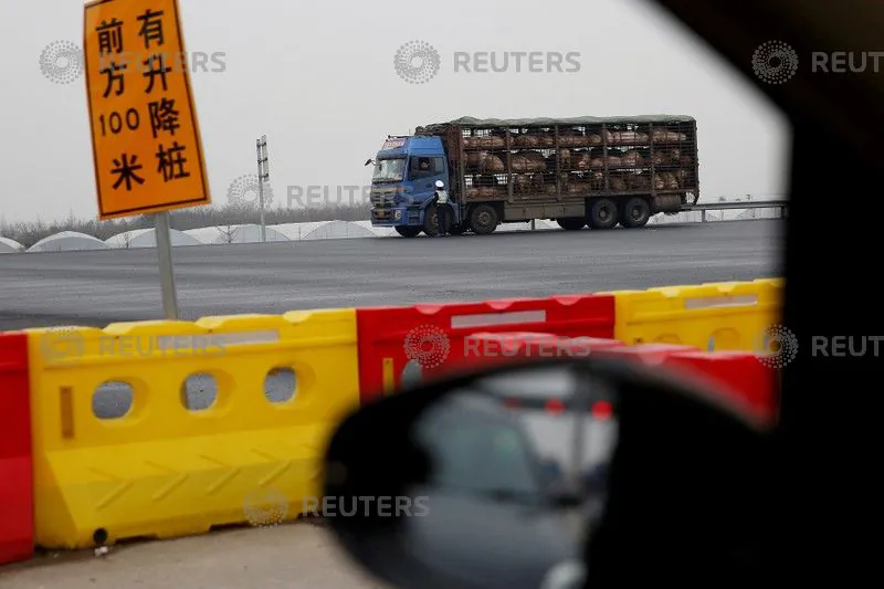 A police officer checks a truck transporting pigs on a highway in Shanghai on January 12, 2017. (Aly Song/Reuters)