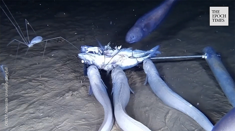 Snailfish swarm over a baitfish