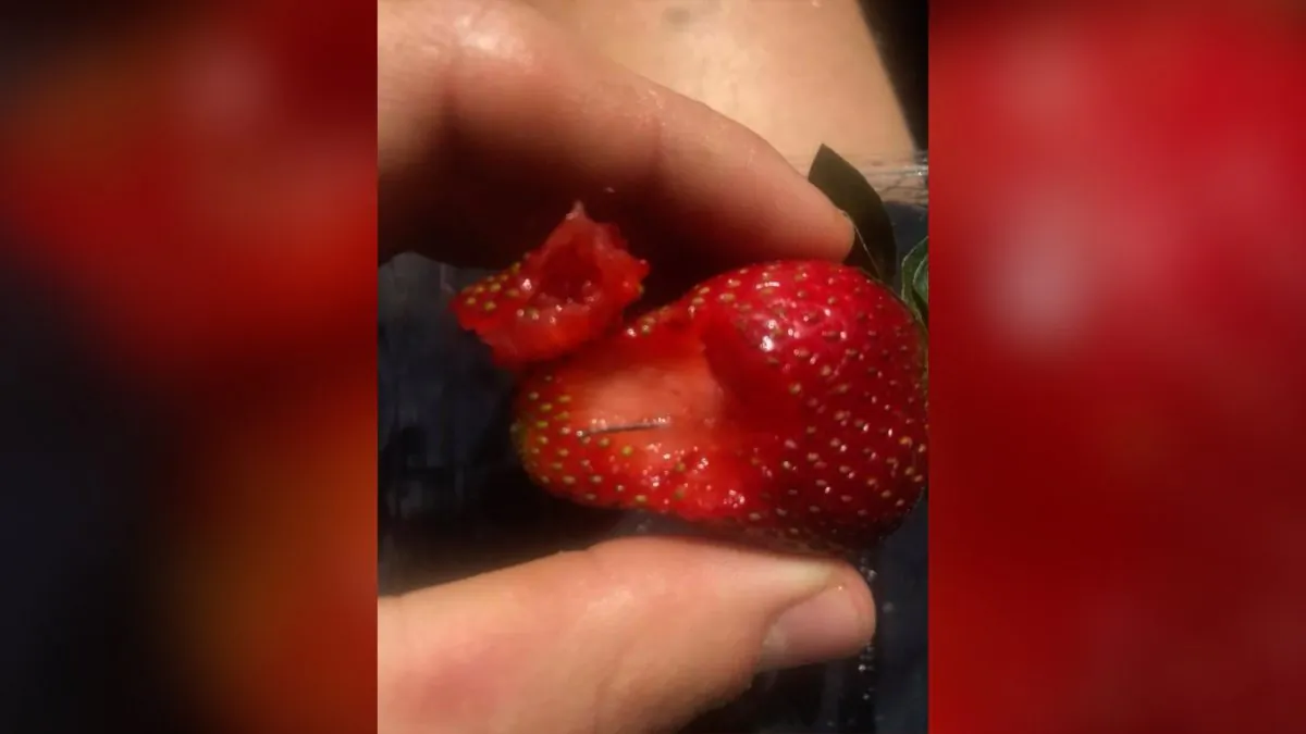 Photo of strawberry with sewing needle inside. (Josha Gane/Facebook)