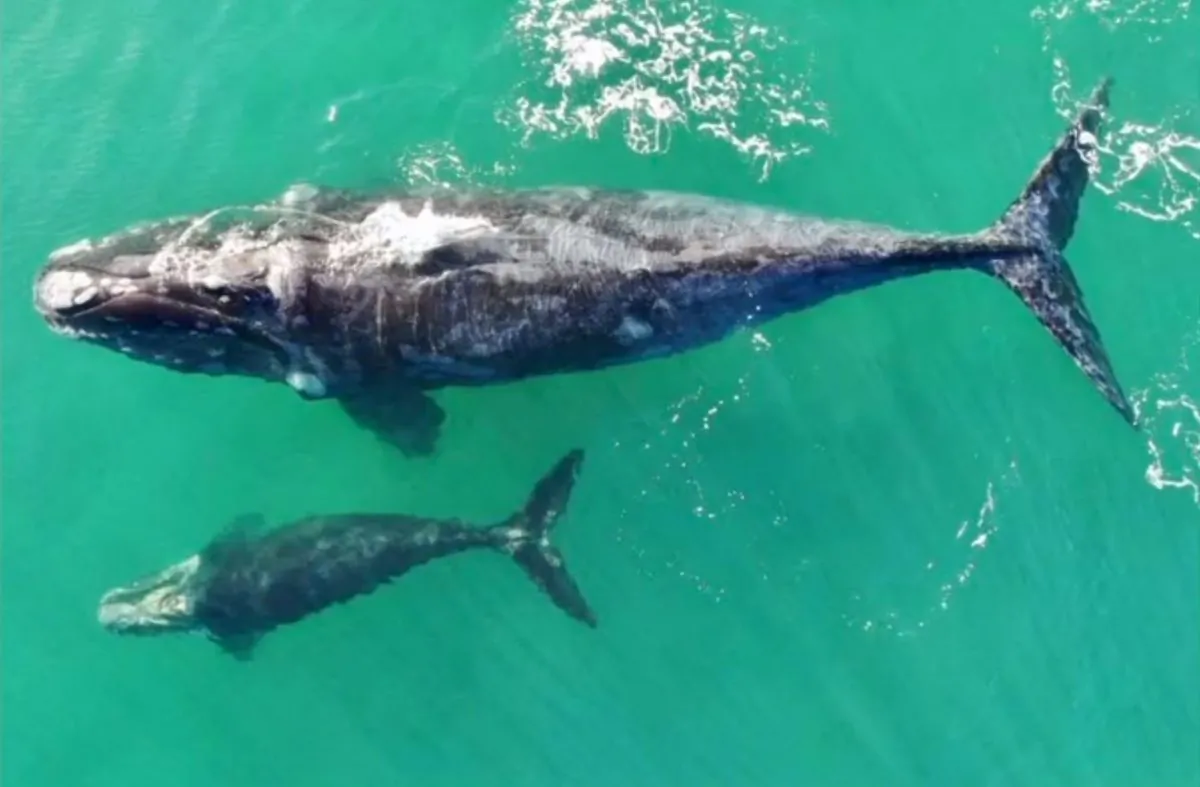 Southern right whale and calf spotted off the coast of Playa Grande, Chile. (Austral Divers Centro de Buceo Quintay-Chile/Reuters)