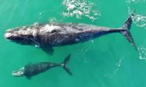 Whale and Calf Seen Off Chilean Coast