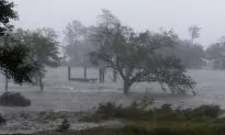 Video: Dolphins Swim in Hurricane Florence Storm Surge in Wilmington