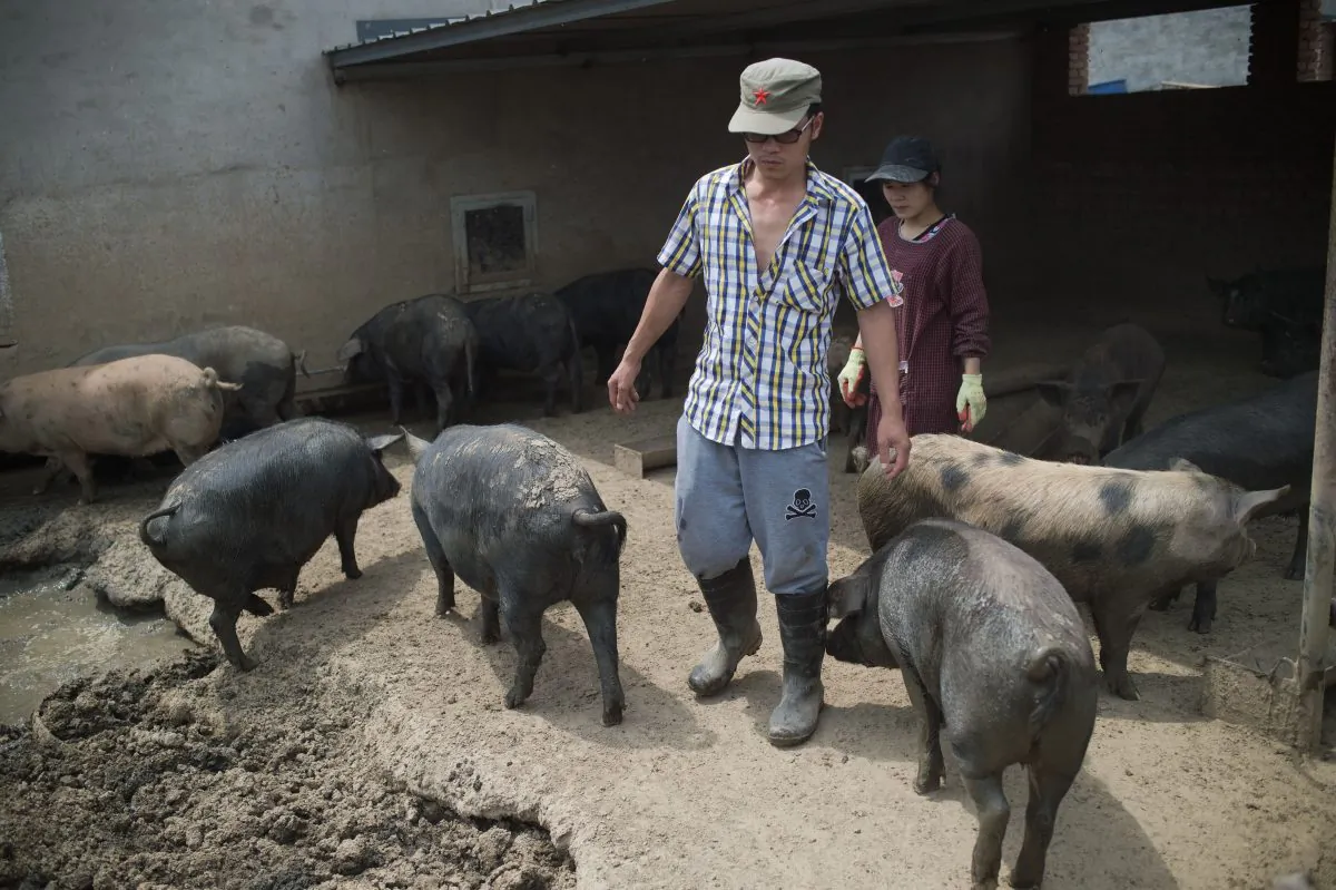 A pig farm on the outskirts of Beijing, China, on June 5, 2017. (Nicolas Asfouri/AFP/Getty Images)