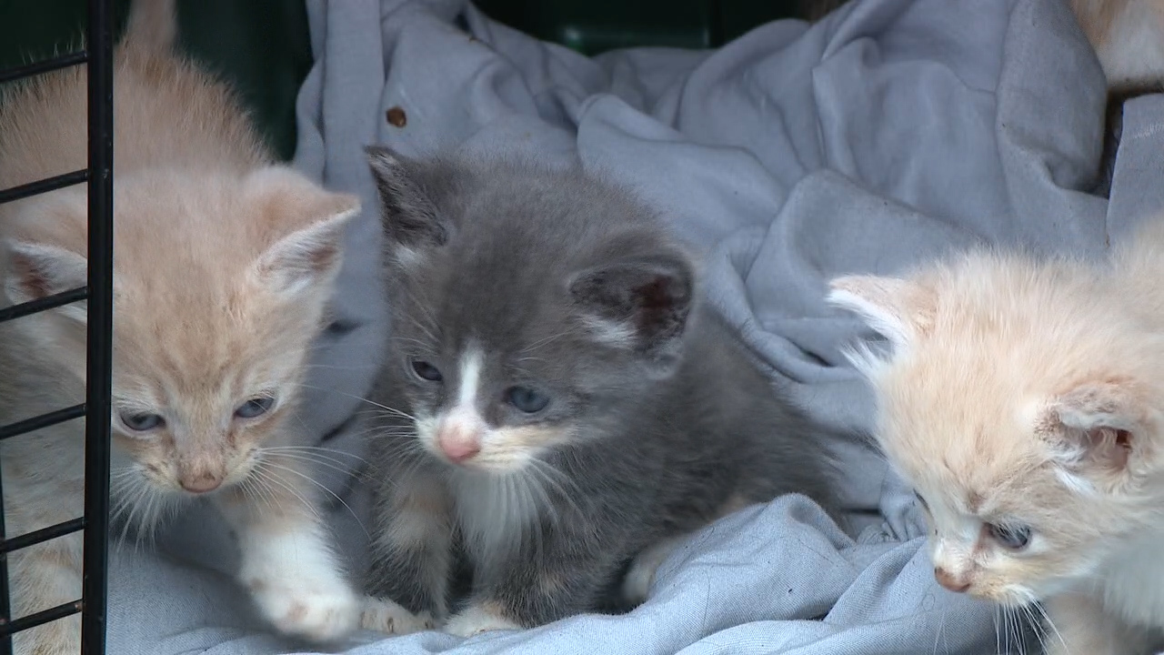 Kittens in the back of a vehicle