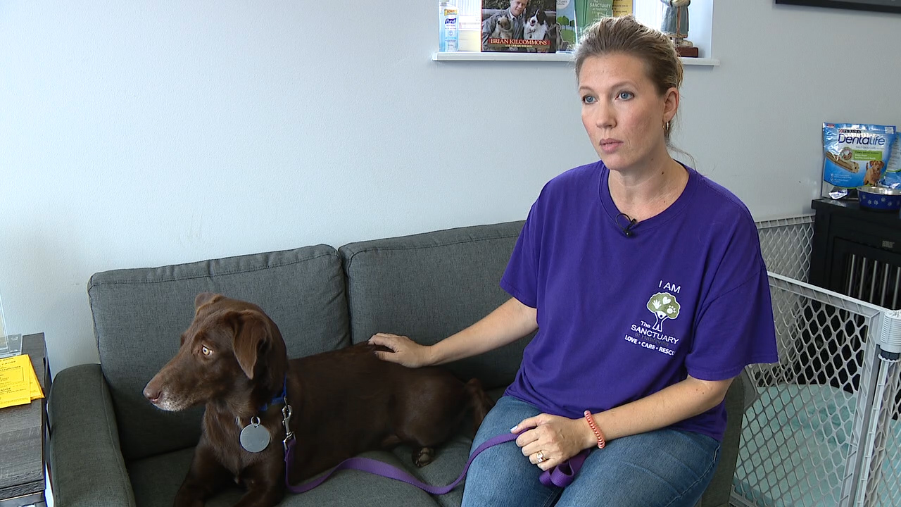 A volunteer and a rescued dog