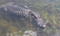 Alligators Seen Dragging Body in Florida Lake, Say Police