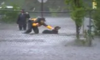 Reporter Interrupts Live Broadcast to Rescue Rottweiler From Florence Floodwaters