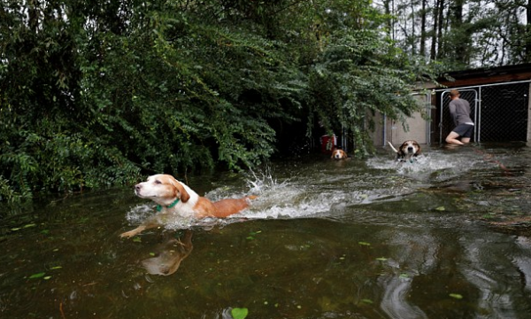 Dogs rescued in Leland