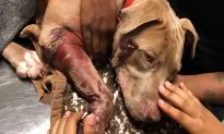 Michigan Police Officers Say Body Cam Footage Justifies Shooting of Dog