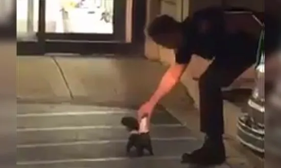 Officer Risks Toxic Gas to Effect Rescue—of a Skunk