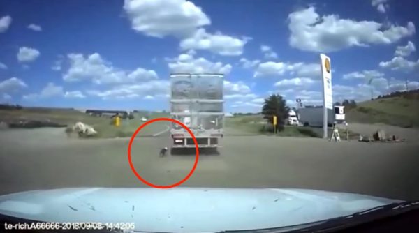 Dog dragged behind semi