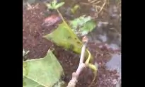 Man Pours Molten Aluminum Into a Fire Ant Colony, Gets Unusual Result