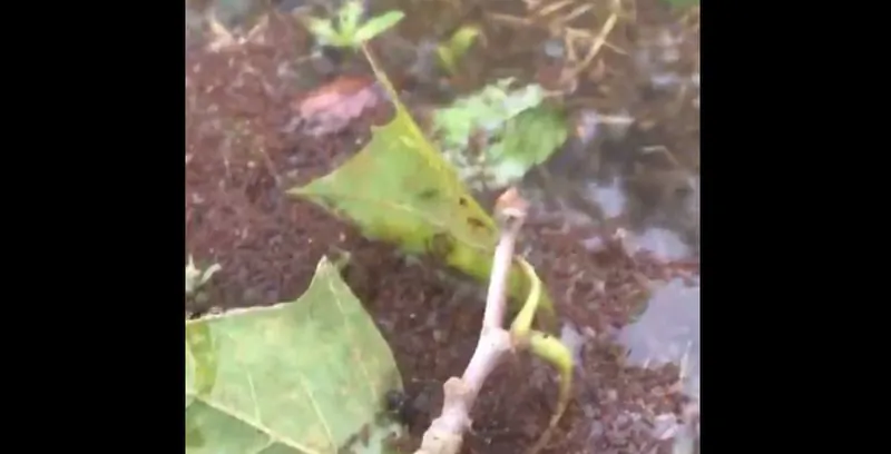 A colony of fire ants, or red-colored stinging ants, were observed on September 16 engaging in a survival tactic post-Hurricane Florence where they bunch together to create a raft to float on top of the water to protect the queen. (Credit: Kinston Police Department via Storyful)