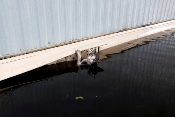 A cat clings to the side of a trailer amidst flood waters