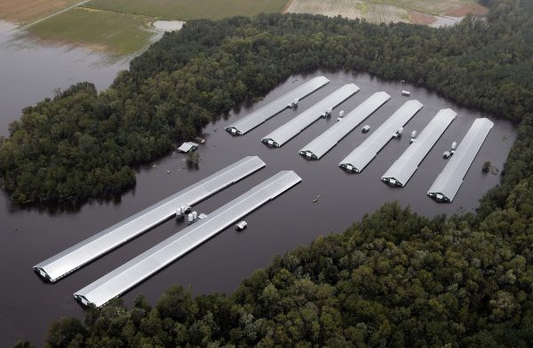 Chicken farm buildings inundated with water