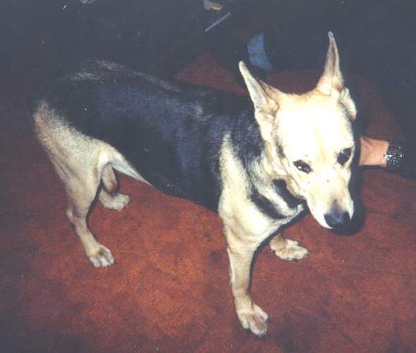 Duchess in Connecticut