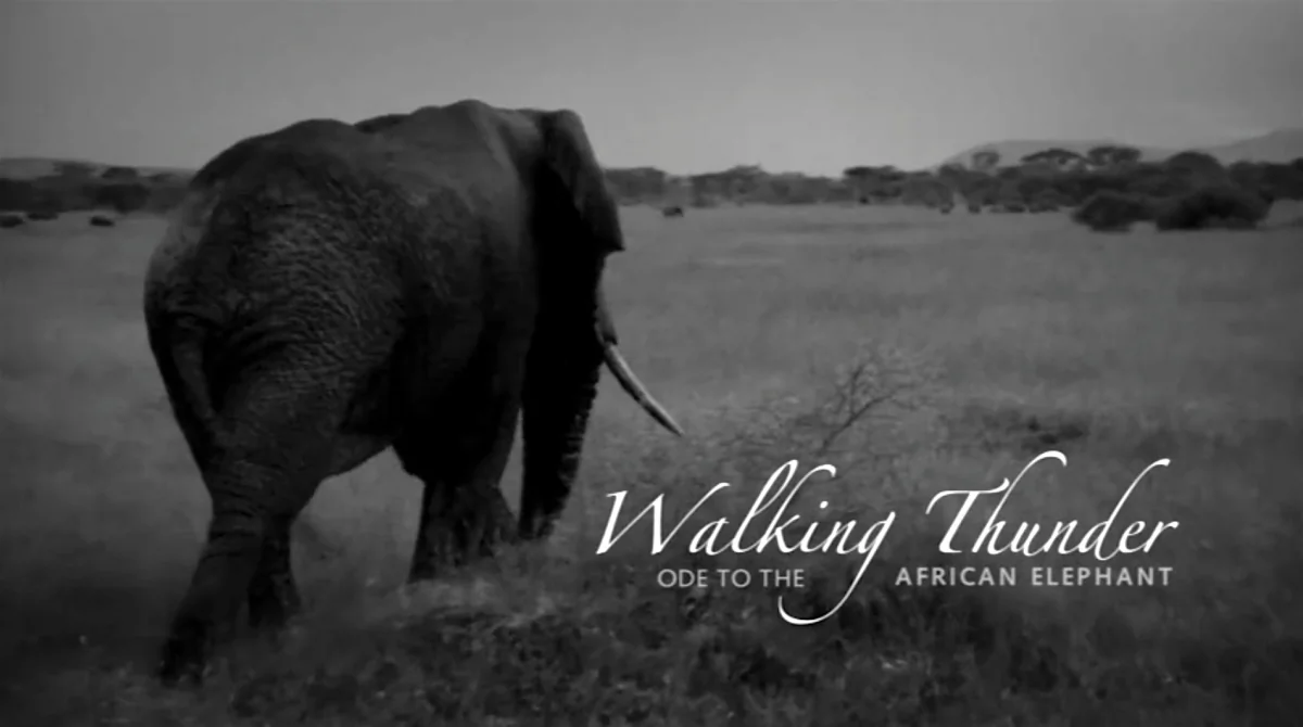 An African elephant is seen walking in the film Walking Thunder. (Screenshot/Walking Thunder)