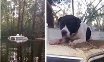 Animal Rescuer Braves North Carolina Floods to Save Stranded Dogs