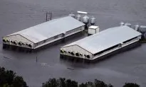 Florence’s Flooding Kills 3.4 Million Poultry and 5,500 Hogs