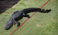 Texas Grandma Kills Massive Gator After Suspecting It Ate Her Miniature Horse