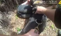 Video: Florida Man Who Tried to Kidnap Child Caught by K-9