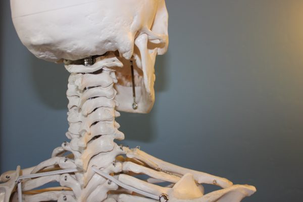 The upper back and neck of a skeleton