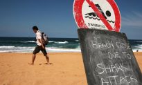 Shark Attacks 12-Year-Old Girl Near Australia’s Great Barrier Reef