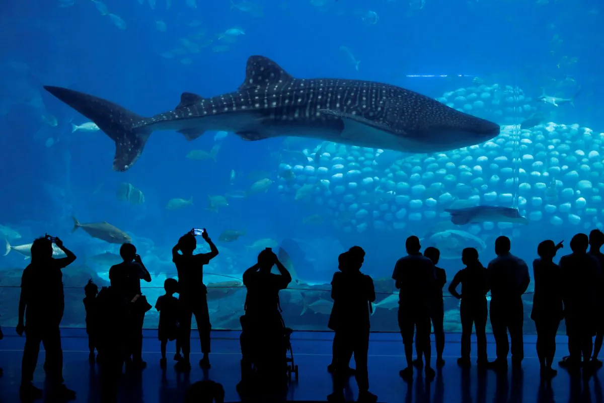 Visitors watch a whale shark at the Whale Shark Aquarium of Chimelong Ocean Kingdom in Zhuhai, China September 4, 2018. (By Bobby Yip/Reuters)