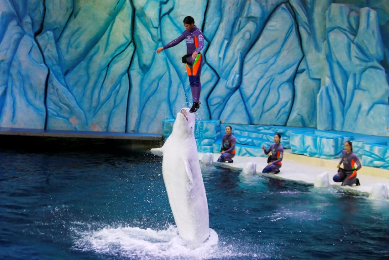 A trainer is lifted up by a beluga during a show in Zhuhai