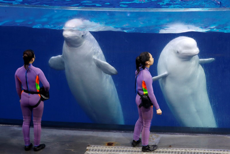 Trainers interact with belugas after a show in Zhuhai