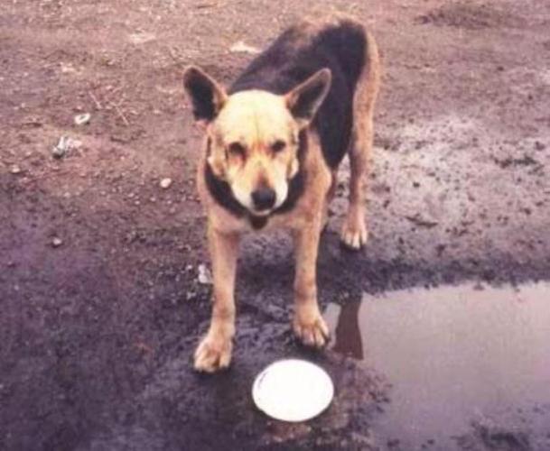 Duchess by a dirty puddle