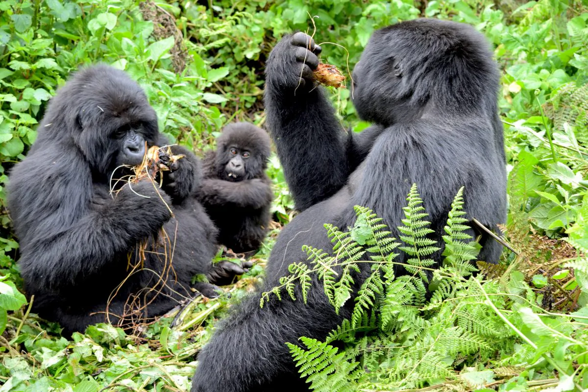 This mountain gorilla family roams around in the safety of its 23-member group, named for its silverback leader, Agashya. Wild celery, roots, fruit, tree bark, and tree pulp make up the main diet of mountain gorillas. (Giannella M. Garrett)