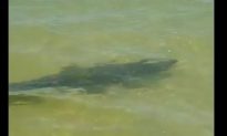 Florida Tour Guide Captures Rare Saltwater Run-In With Alligator on Camera