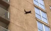 Video: Raccoon Climbs 9 Stories, Jumps to the Ground