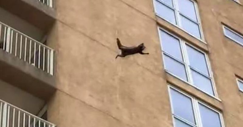 raccoon video fall nj