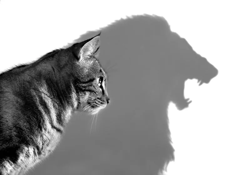 Attitude is a little thing that makes a big difference.
(Briana Hunter/Shutterstock)