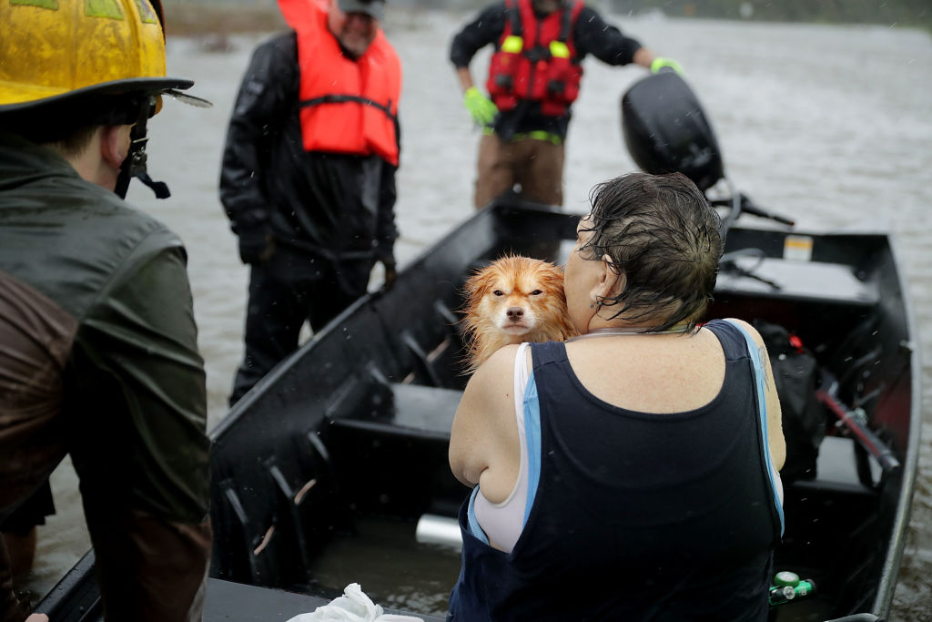 Animal Rescuer Arrested for Allegedly Medicating, Sheltering Hurricane