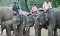 Chinese Medicine Demand is Depleting Asian Elephant Population in Burma