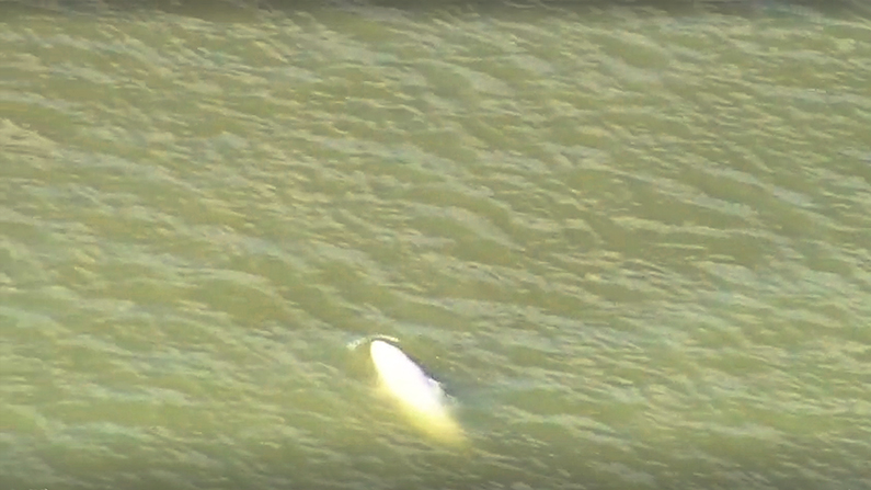 This Beluga whale was spotted in the Thames River