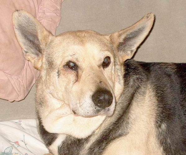 Duchess circa 2002.