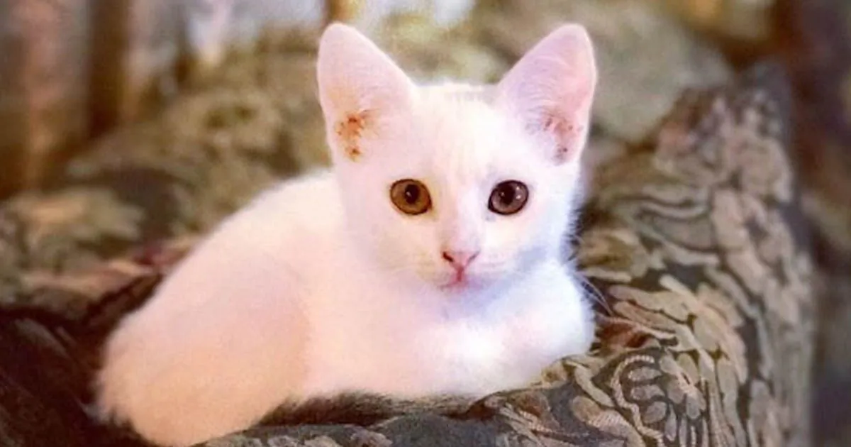 Vannah Vercetti's beloved cat, Blanca (Courtesy of Vannah Vercetti)