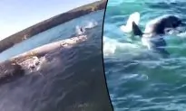 Great White Shark Feeding Frenzy on Whale Carcass at Australia Beach