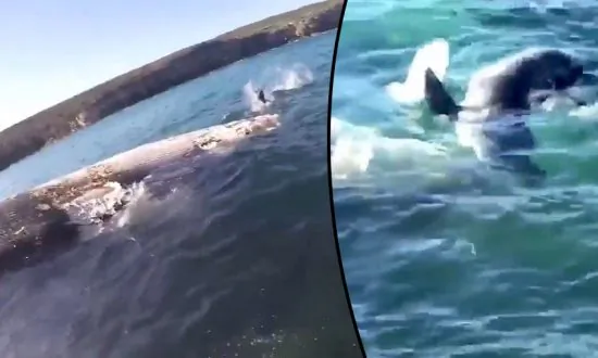 Great White Shark Feeding Frenzy on Whale Carcass at Australia Beach