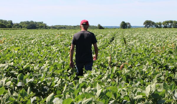 Soy bean farmer tariffs
