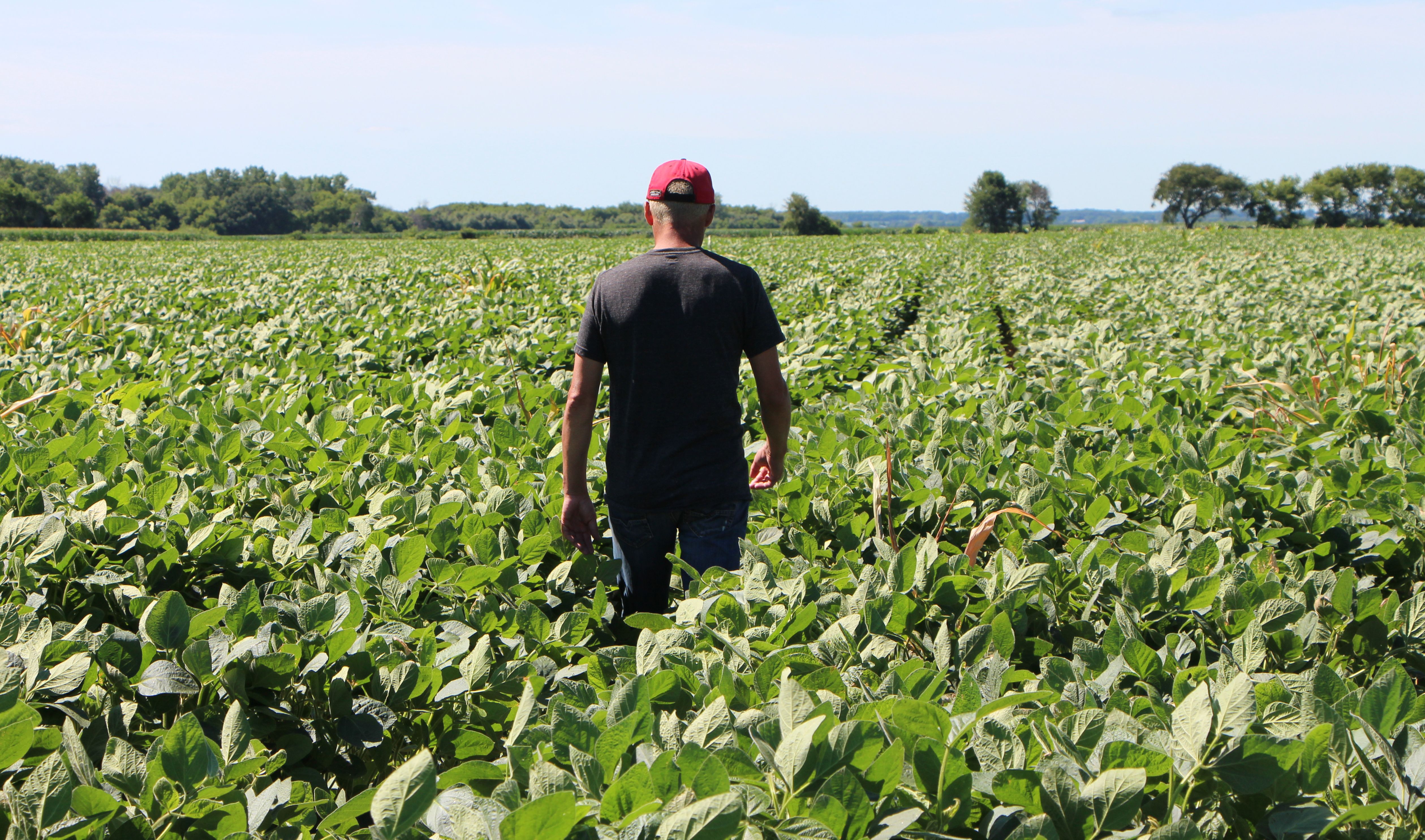 'Perfect Storm' Hitting US Crop Planting Amid Talk of Shortages - Vimarsana News