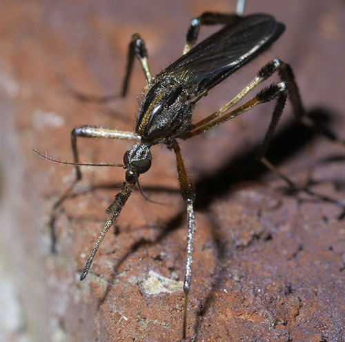 Psorophora ciliate mosquito