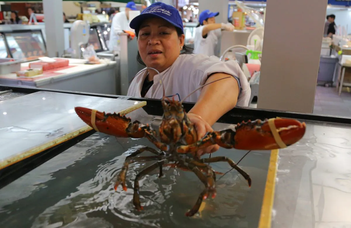 A fishmonger places a Canadian lobster into a display tank at St. Lawrence Market South in Toronto on Sept. 27, 2018. (Chris Helgren/Reuters)